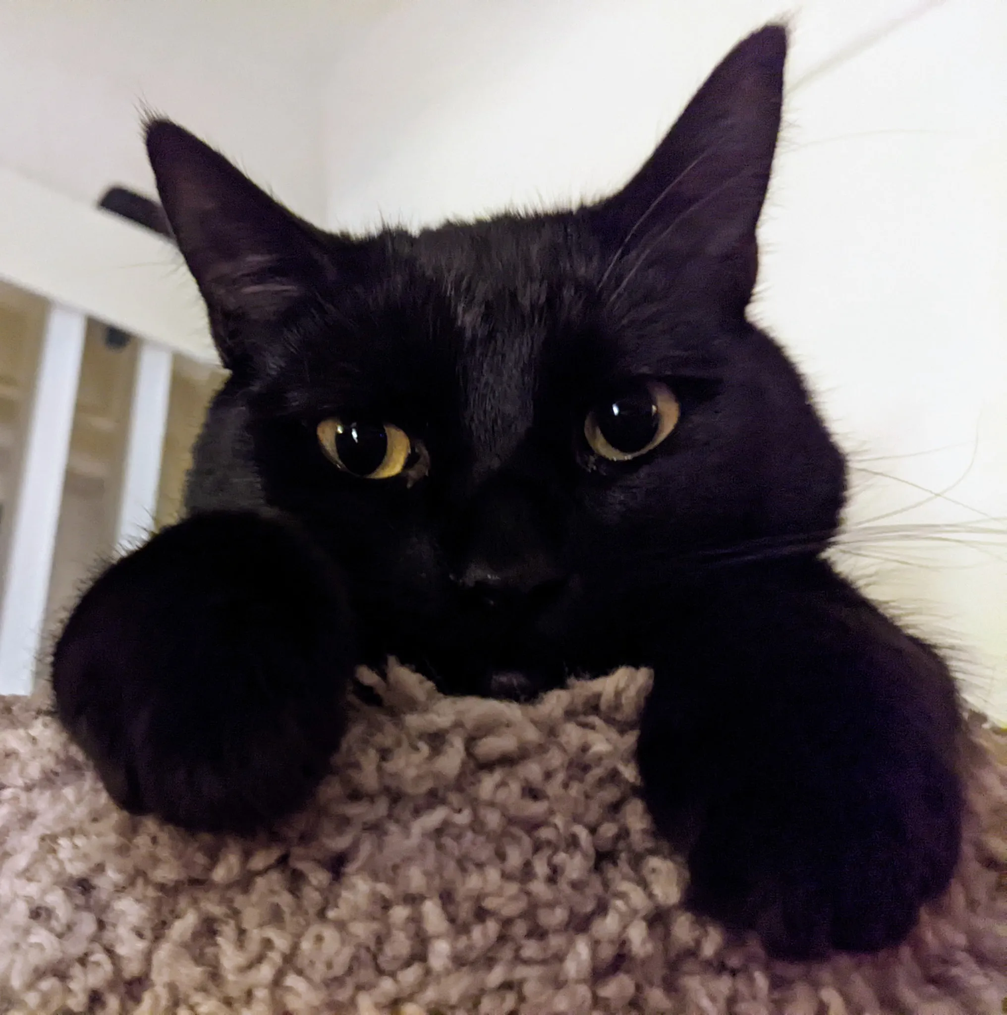 A black cat lounging comfortably